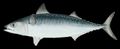 Illustration of the sushi ingredient or species known as XXXXXX