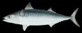 Illustration of the sushi ingredient or species known as XXXXXX