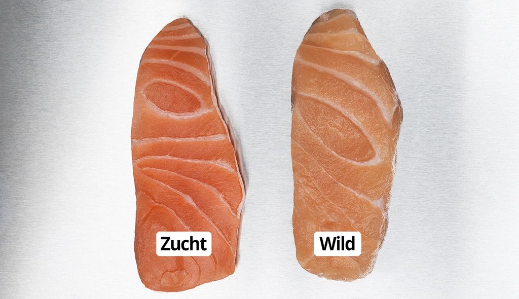 Das Bild zeigt ein Stück Lachsfleisch aus Aquakultur und eines aus der Natur. Die Unterschiede sind nur gering sichtbar.