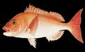 Illustration of the sushi ingredient or sushi species known as Tai