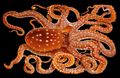 Illustration of the sushi ingredient or sushi species known as Tako