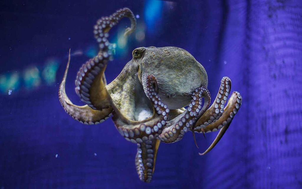An octopus swimming in an aquarium, with focus on the characteristic suckers