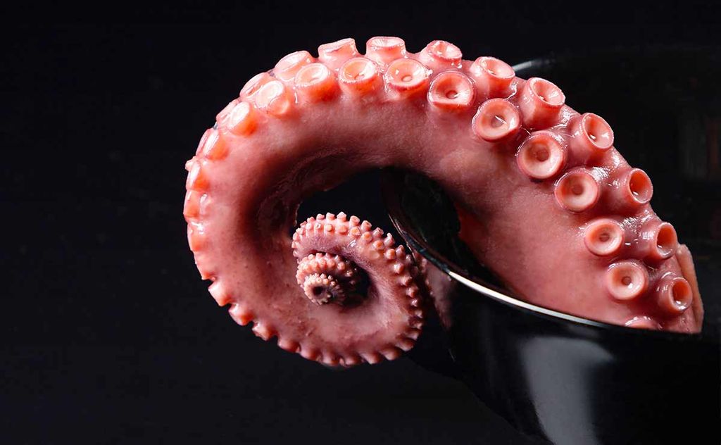 Close-up of octopus tentacle tips presented on a dark background