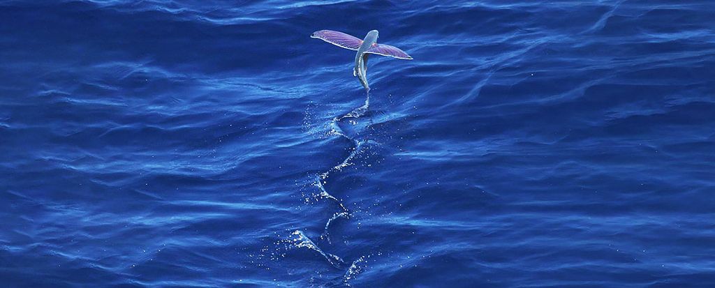 The image presents a scene of a flying fish, with its translucent, wing-like fins fully extended, gliding above the deep blue hues of the ocean. The creature is caught mid-flight, leaving a trail of sparkling water droplets in its wake, which captures the sunlight, creating a glistening path on the water's surface.