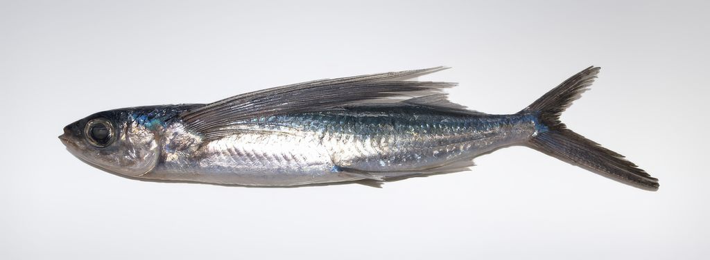 A Hama Tobiuo (Cheilopogon Pinnatibarbatus Japonicus), a typical Japanese flying fish, displayed against a neutral background.