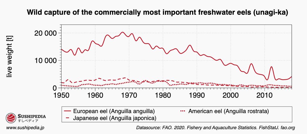 The image features a line graph depicting the decline in wild captures of the European eel (Anguilla anguilla) and the American eel (Anguilla rostrata) from 1950 to 2018. Two lines represent the species: the solid line for the European eel shows a more pronounced fluctuation and overall decline, while the dotted line for the American eel indicates a lower but steadier catch rate over the years. The y-axis measures the live weight in tonnes, reflecting a significant decrease in wild eel populations, highlighting conservation concerns for these species. Data is sourced from FAO 2020 Fisheries and Aquaculture Statistics.