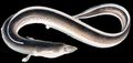 Illustration of the sushi ingredient or sushi species known as Unagi