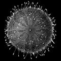 Illustration of the sushi ingredient or sushi species known as Uni