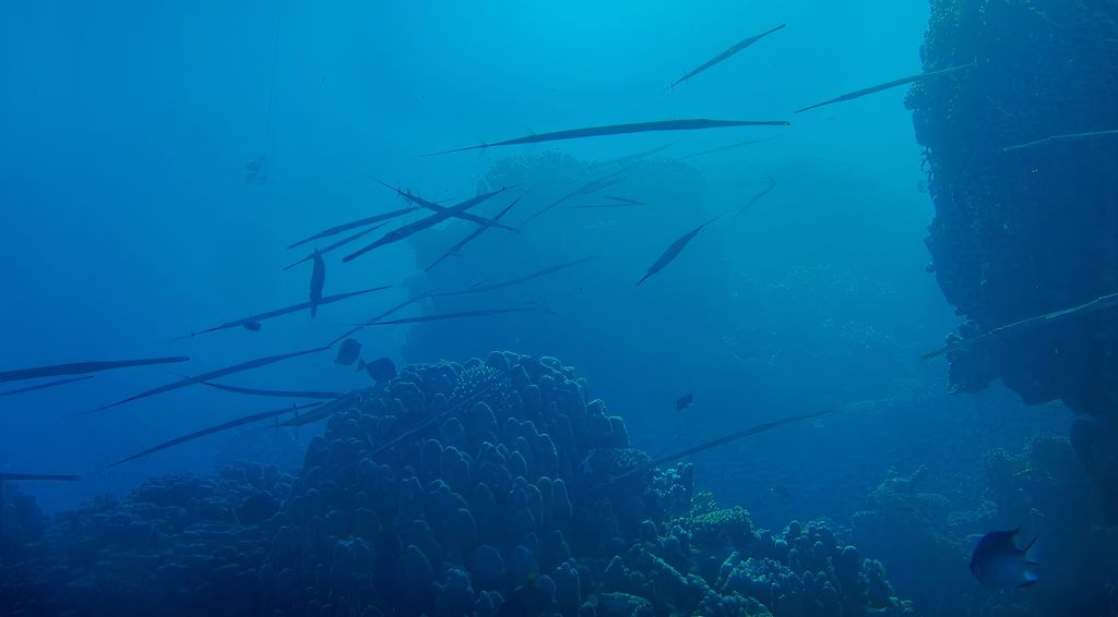 Blue-spotted Cornetfish foraging alone or in small groups along the ocean floor, preying on small fish.