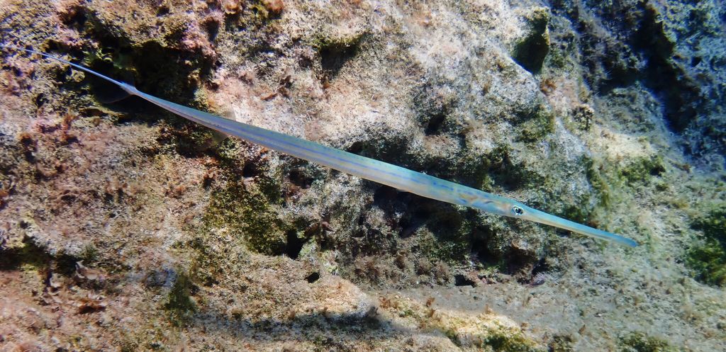 Smooth flutefish, known as aoyagara in Japan, is a less common ingredient for sushi.