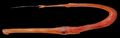 Illustration of the sushi ingredient or sushi species known as Yagara
