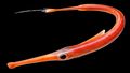 Illustration of the sushi ingredient or sushi species known as Yagara