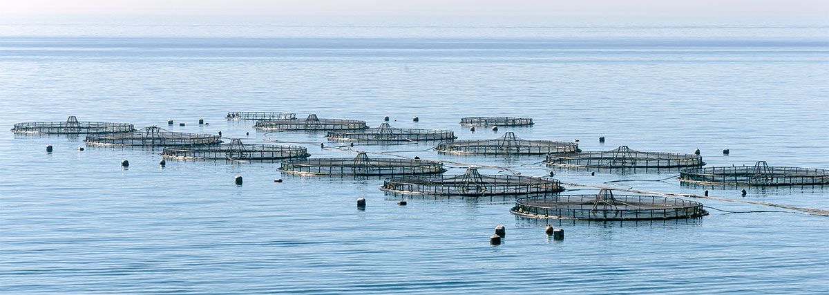 The photo shows a marine fish farm (aquaculture, mariculture). Several cages are floating in the open sea.