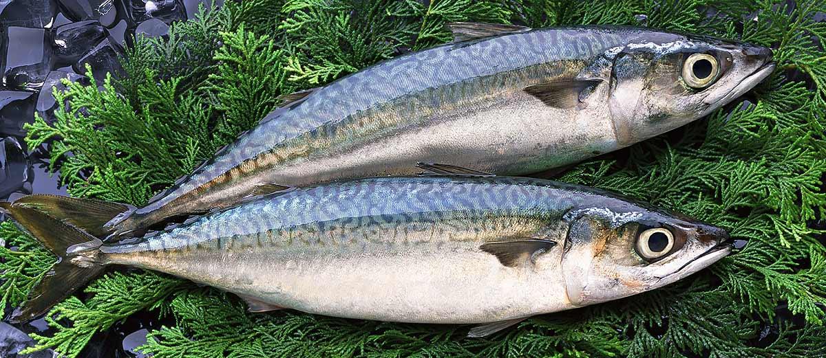 Two Japanese mackerel (masaba) lie chilled on ice on a bed of cypress branches.