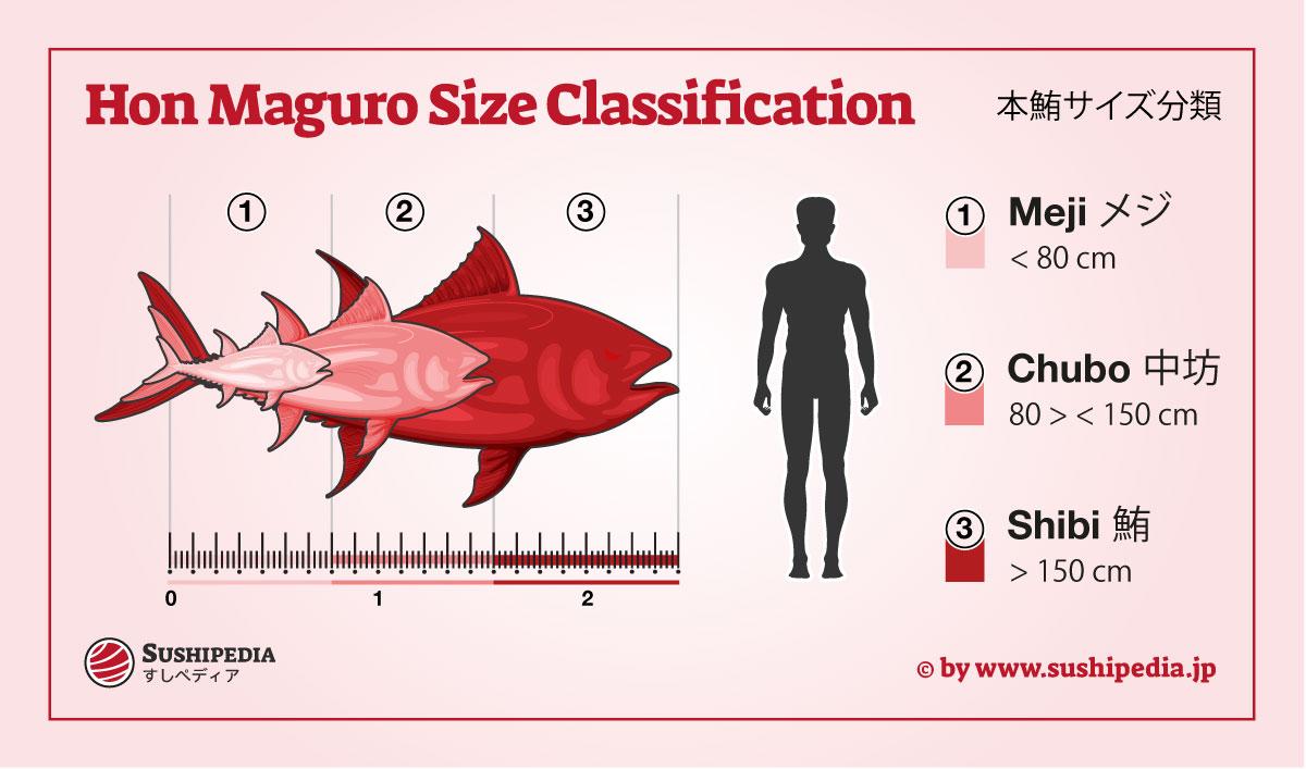 Presentation of the different size classes of bluefin tuna (hon-maguro) in Japanese sushi gastronomy.