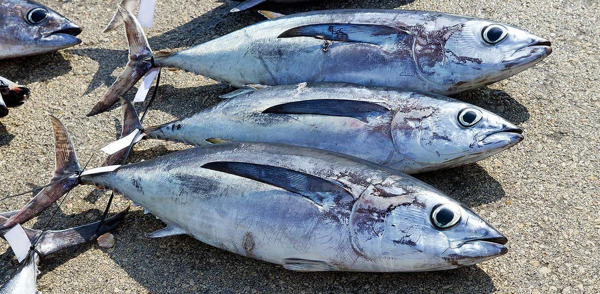 Several freshly caught albacore tuna, also known as longfin tuna, are lined up on the floor.