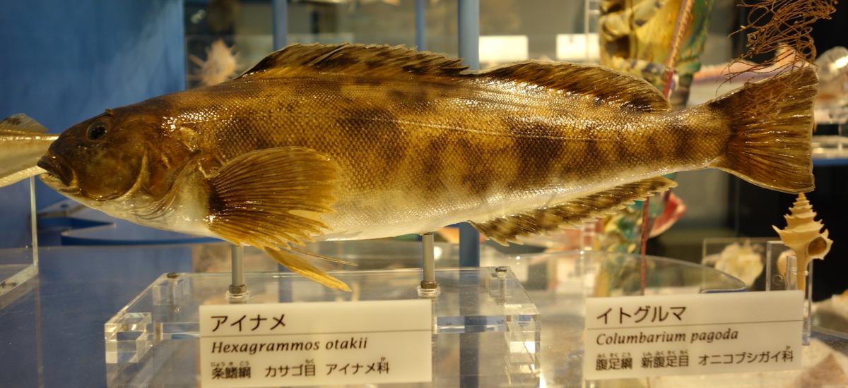Taxidermied ainame in an exhibition at the National Museum of Nature and Science, Tokyo, Japan.