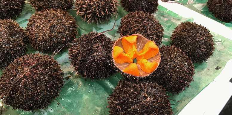 Photo of the gonads of an sea urchin (jap. uni, ezobafun-uni) at a Japanese fish market